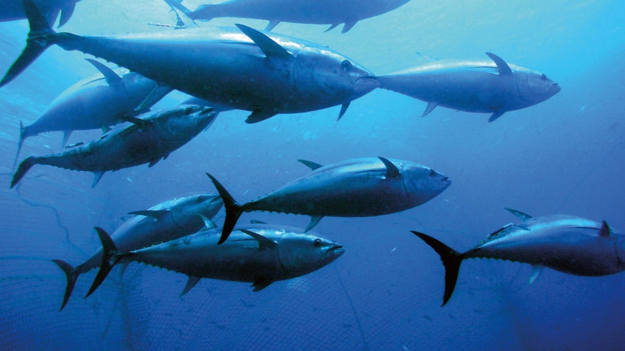 Tuna Farming - Tuna Pen in Evia, Greece