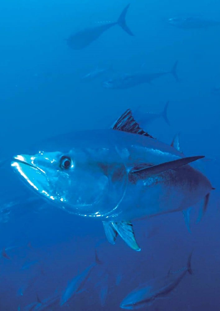 Tuna Farming - Atlantic Bluefin Tuna